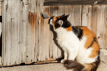 Cat is sitting and smelling something on the wood wall.