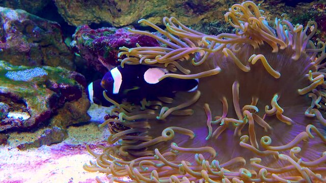 Male and female clown fish, Anemonefish (Amphiprion polymnus) fanning Its eggs