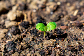 sprout growing from soil, closeup sprout
