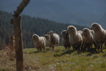 herd of sheep on a hillside
