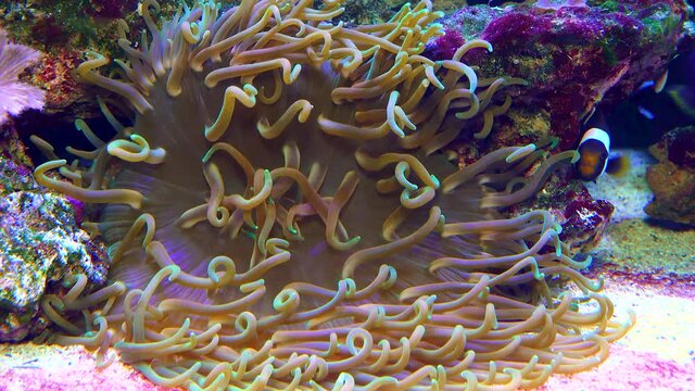 Male and female clown fish, Anemonefish (Amphiprion polymnus) fanning Its eggs