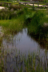 arroyo natural con animales y agua