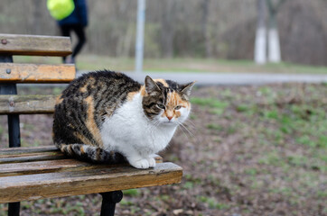 Street cat. The yard spotted cat is walking. Abandoned pet. A pet. Red March cat.