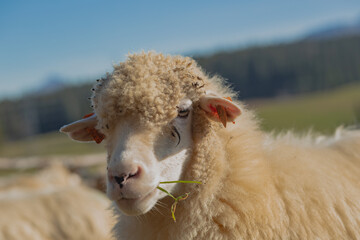 sheep in the field