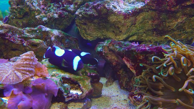 Male and female clown fish, Anemonefish (Amphiprion polymnus) fanning Its eggs