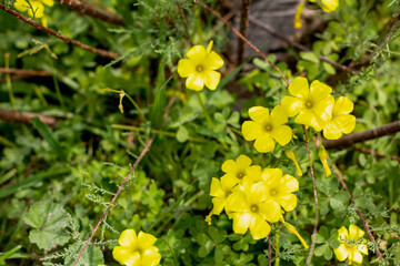 flores y plantas en la naturaleza