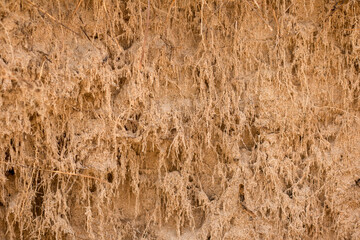 fondo textura arena y raíces
