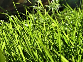 green grass background