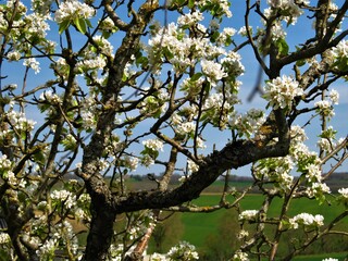 Fototapeta premium blooming tree