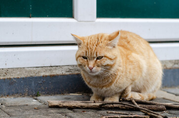 Street cat. The yard spotted cat is walking. Abandoned pet. A pet. Red March cat.