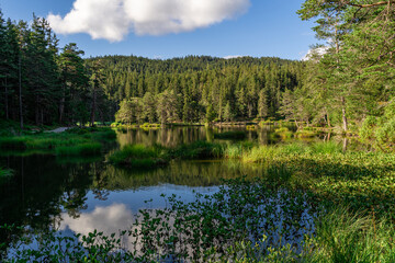 Peaceful lake in the forest