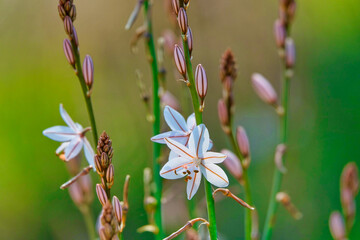 Fistulous asphodel (Asphodelus fistulosus) with nice white flowers on green background in the field