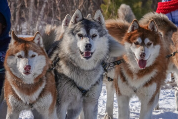 Portrait of Group of Siberian Husky Dogs in Sled Outdoors in Winter