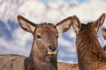 Portrait of Elk Cervus elaphus sibiricus Grazing in Winter with Mountains at Background