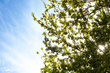leaves against blue sky