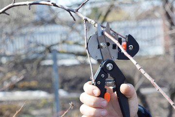 Fruit tree grafting and scion selection: cutting a scion from a one year growth branch with a...