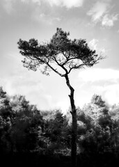 A black and white image of a fir tree against a slightly cloudy sky, which has needles only on the tree top.