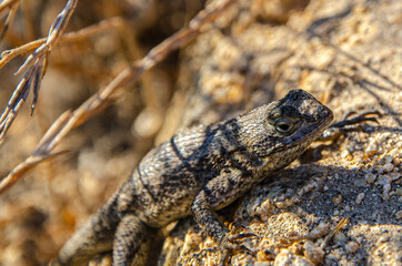 lizard on the rock