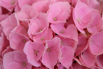 pink hydrangea closeup background