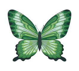 green butterfly icon