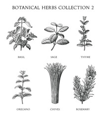 Fototapeta na wymiar Botanical herbs collection hand draw engraving style black and white clip art isolated on white background