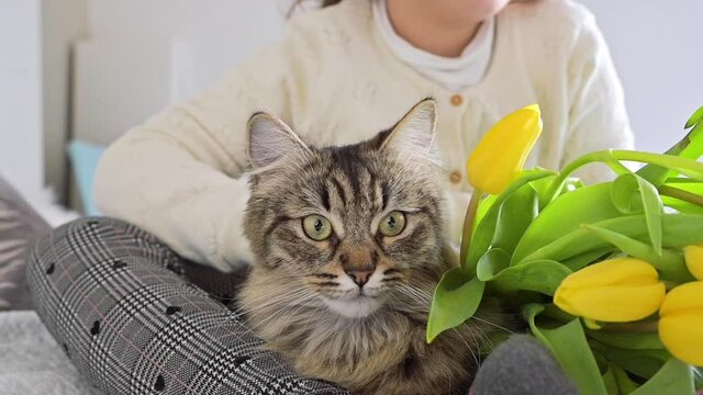 Little girl with a bouquet of bright tulips and a fluffy cat. Flowers for mom on Women's Day on March 8 or Mother's. Day Gift for mom. FullHD footage