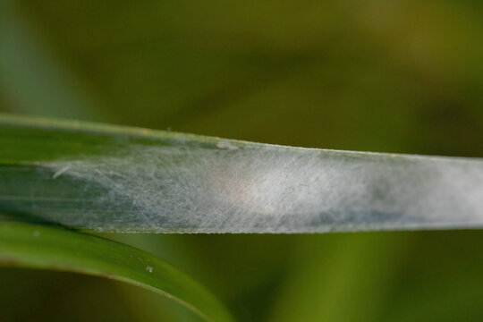 bag of eggs of a Running Crab Spider