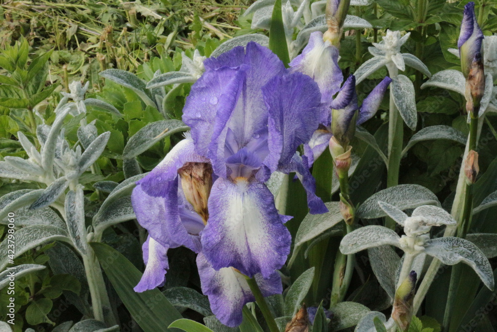 Sticker Violet irises bloom in summer in the garden