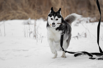The Siberian husky dog runs around and plays with a stick. The pet is playing on a leash. Walking the dog on a leash. Games with pets. Siberian husky runs outside in winter through the snow.