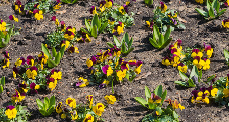 Zweifarbige Stiefmütterchen Lila und gelb