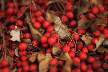 Red ripe hawthorn fruits. Hawthorn bunches partially dried. Hawthorn fruit and some leaves...