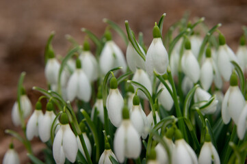 Spring snowdrop flowers