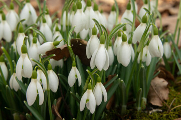 Spring snowdrop flowers