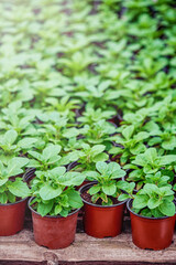 Pots and flowerpots with flower seedlings. spring garden work
