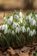 Spring snowdrop flowers