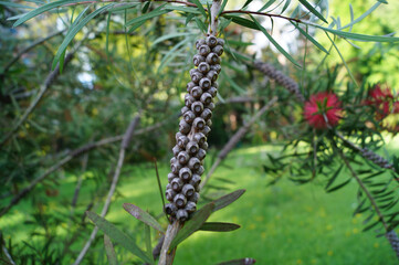 Unusual eucalyptus seeds on the tree. A variety of eucalyptus. Blooming eucalyptus in the park.