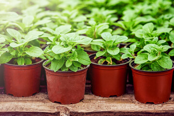 Pots and flowerpots with flower seedlings. spring garden work