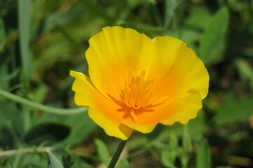 California poppy flower (eschscholzia californica), closeup	