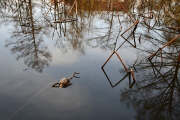 
Frog helped by another frog in the fight for survival