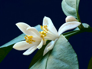 Flowers of a citrus tree, yellow petals and white flowers