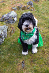 dog wearing green St Patrick's costume