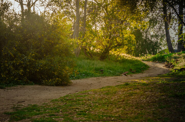 Fototapeta premium path in the forest
