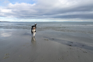dog running on the beach