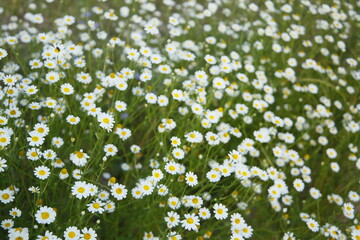 primavera, naturaleza, río, cauce, corriente, barranco, arroyo, abeja, mariposa, flores, árboles, agua, vida, salud, mindfullness, paseo, vacaciones, viaje, ecosistema, turismo rural, Castilla-León