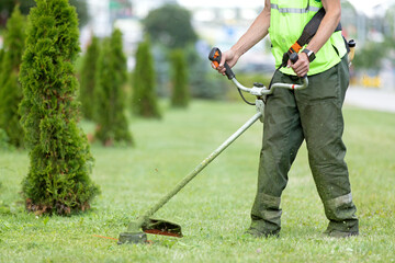 City landscaper man gardener worker cutting grass around planted thuja trees with string lawn...