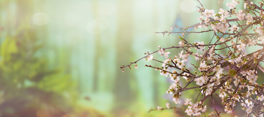 Panoramic spring background. Tree flowers blooming in the spring.