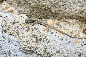 Common wall lizard climbing rocks (Podarcis Muralis)	