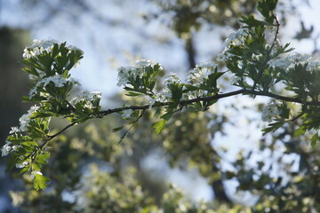 primavera, naturaleza, río, cauce, corriente, barranco, arroyo, abeja, mariposa, flores, árboles, agua, vida, salud, mindfullness, paseo, vacaciones, viaje, ecosistema, turismo rural, Castilla-León