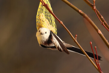 Aegithalos caudatus, a bright bird sitting on a branch with a tallow ball and zobe grains