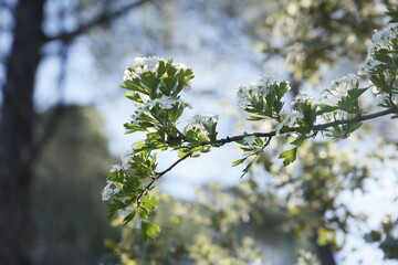 primavera, naturaleza, río, cauce, corriente, barranco, arroyo, abeja, mariposa, flores, árboles, agua, vida, salud, mindfullness, paseo, vacaciones, viaje, ecosistema, turismo rural, Castilla-León